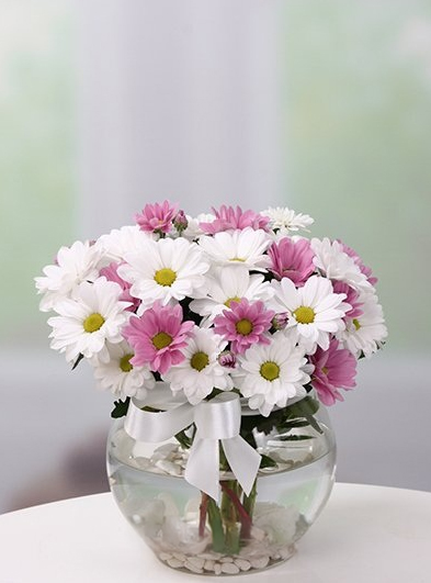 32 Pembe ve Beyaz Papatyalar