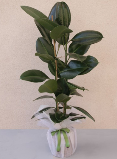 Benjamin Saksı Çiçeği