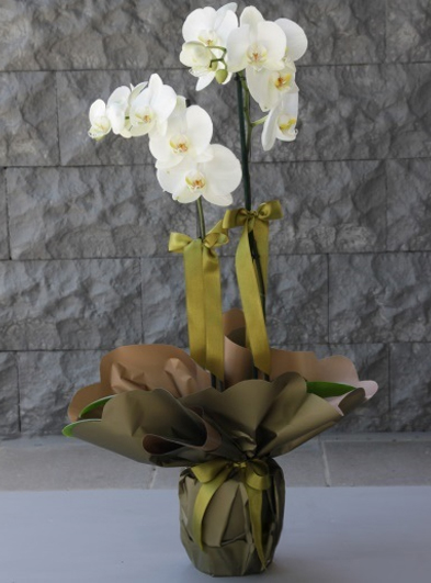 Çift Dallı Beyaz Orkide