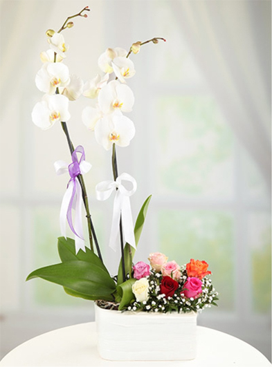 Orkide ve Renkli Güller