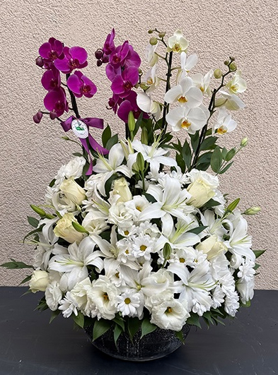 Özel Orkide Serisi 11