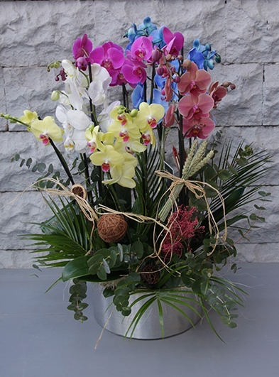 Premium Orkide Grubu