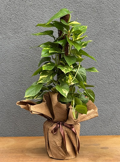 Sarmaşık Pothos Çiçeği