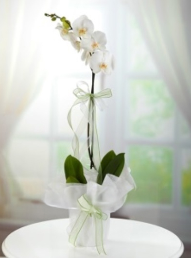 Tek Dallı Beyaz Orkide